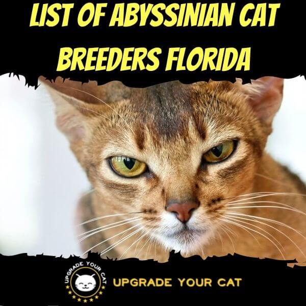 Abyssinian Cat Breeders Florida