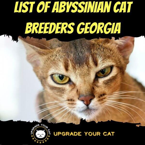 Abyssinian Cat Breeders Georgia