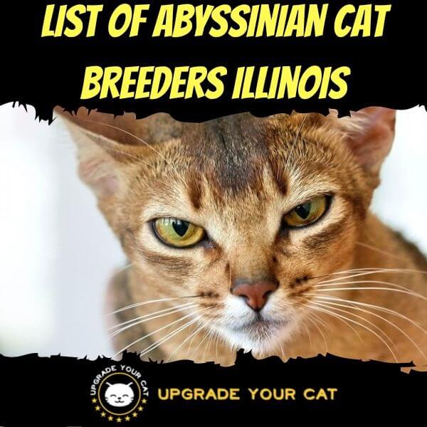 Abyssinian Cat Breeders Illinois