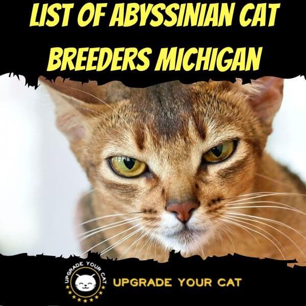 Abyssinian Cat Breeders Michigan
