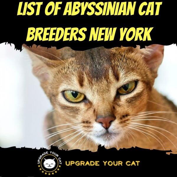 Abyssinian Cat Breeders New York