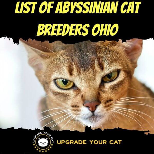 Abyssinian Cat Breeders Ohio
