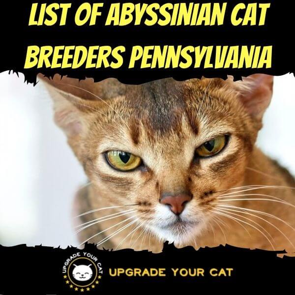 Abyssinian Cat Breeders Pennsylvania