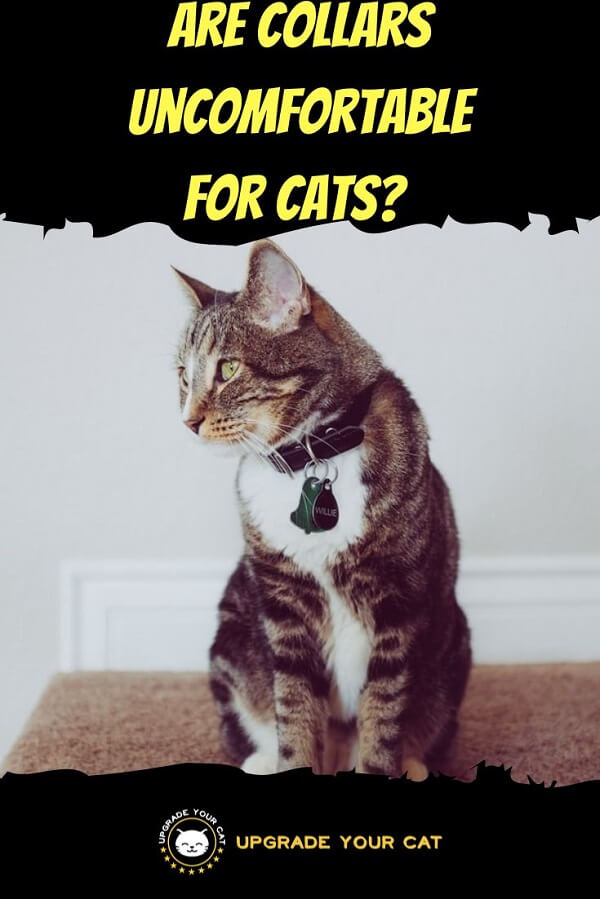Are Collars Uncomfortable For Cats