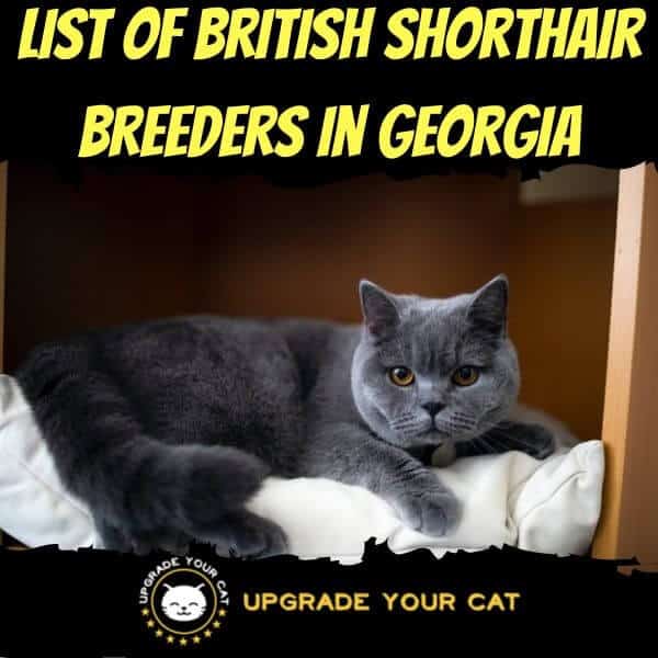 British Shorthair Breeders Georgia