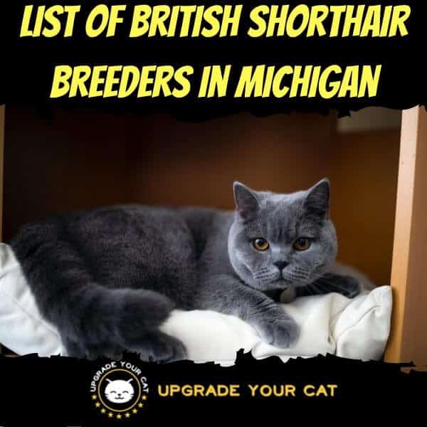 British Shorthair Breeders Michigan