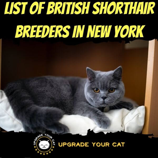 British Shorthair Breeders New York