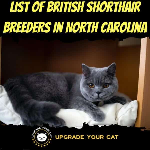 British Shorthair Breeders North Carolina