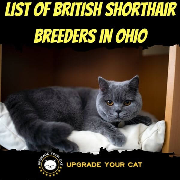 British Shorthair Breeders Ohio