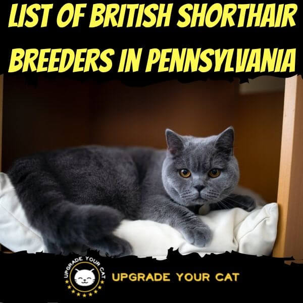 British Shorthair Breeders Pennsylvania