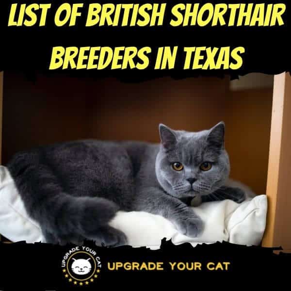 British Shorthair Breeders Texas