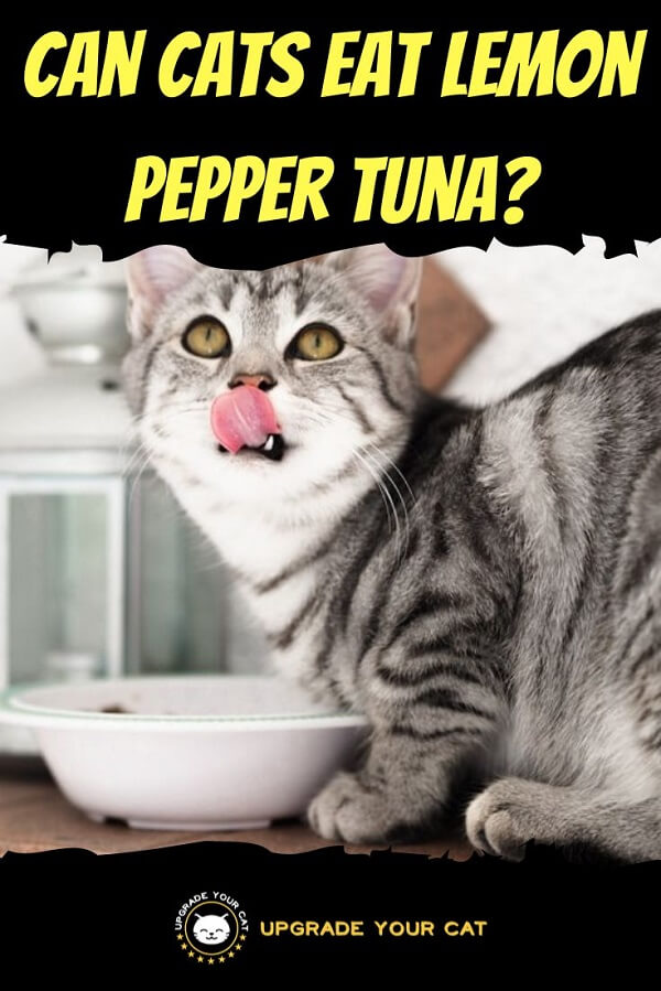 Can Cats Eat Lemon Pepper Tuna