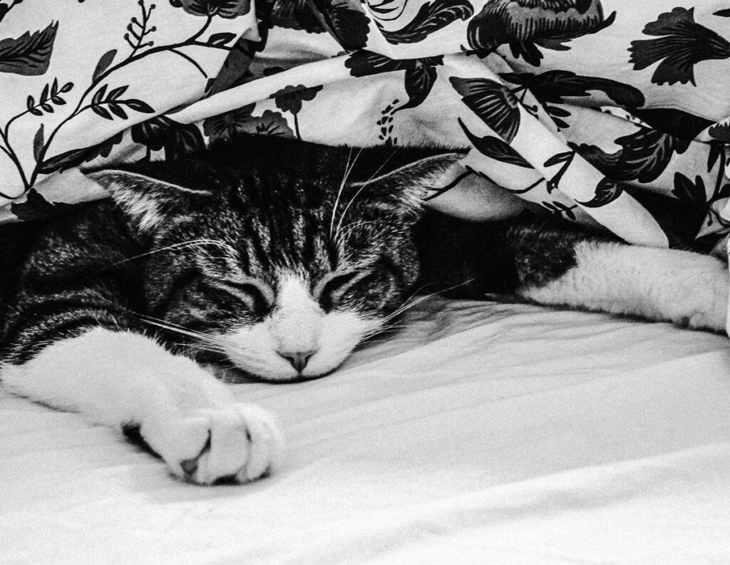 can cats suffocate under the blanket