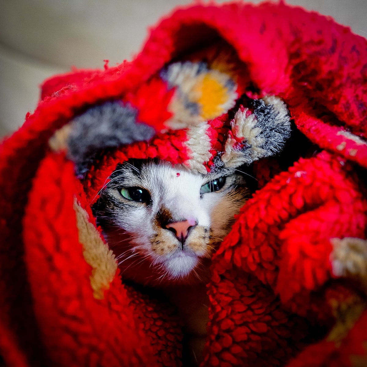 Can cats suffocate under blankets
