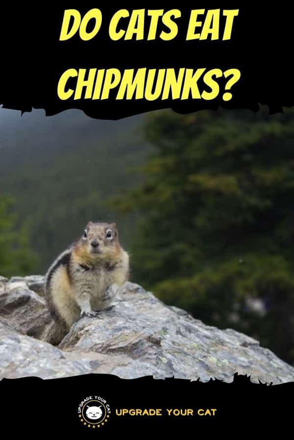 Do Cats Eat Chipmunks