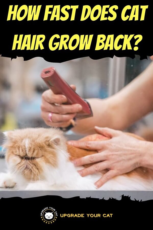 How Fast Does Cat Hair Grow Back