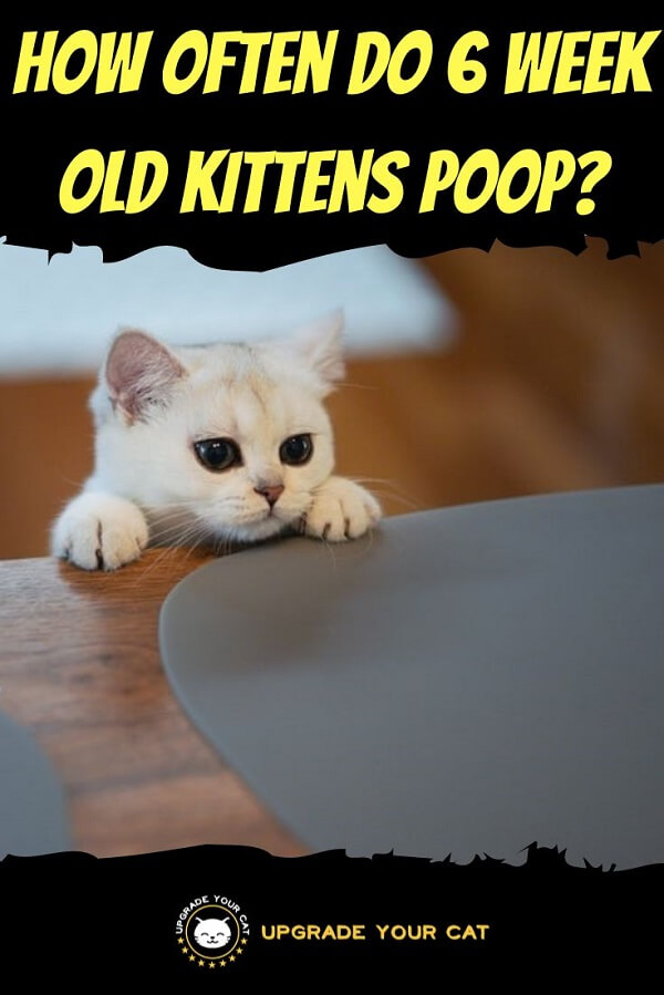 How Often Do 6 Week Old Kittens Poop