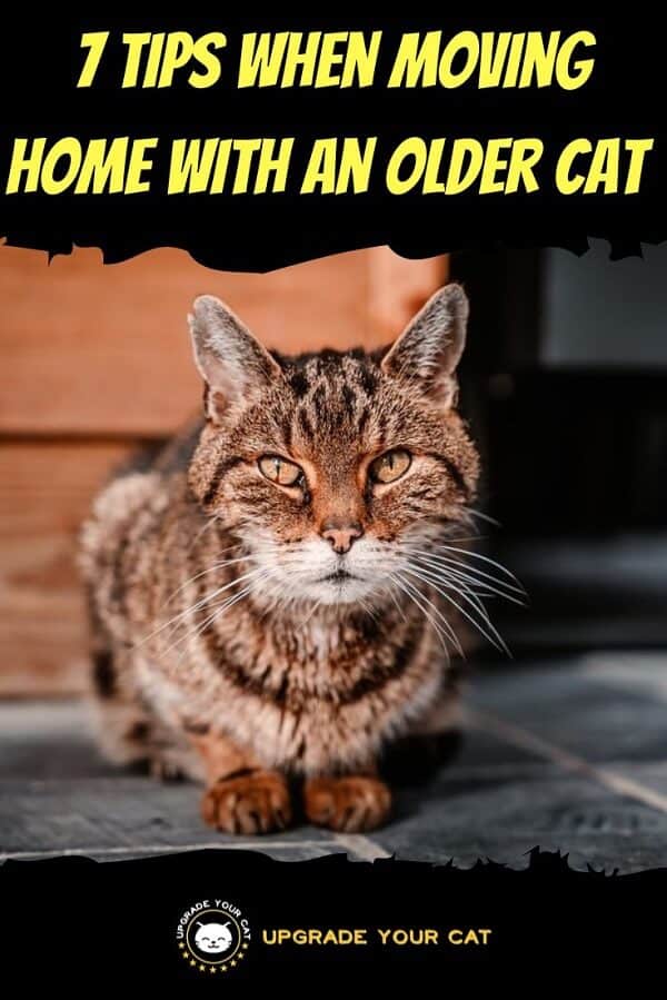 Moving an Older Cat to a New Home