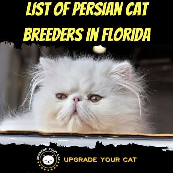 Persian Cat Breeders Florida