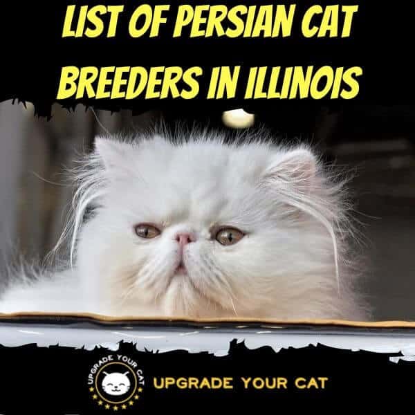 Persian Cat Breeders Illinois