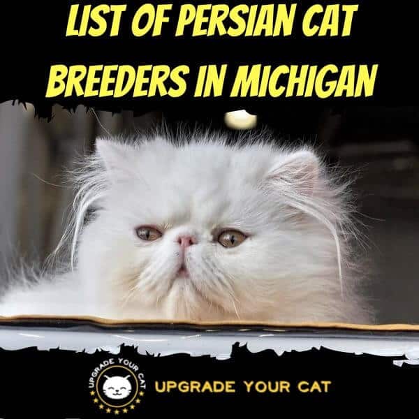 Persian Cat Breeders Michigan