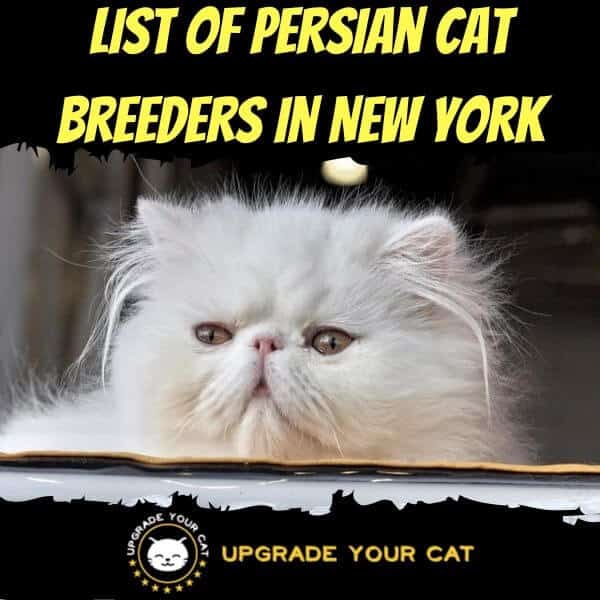 Persian Cat Breeders New York