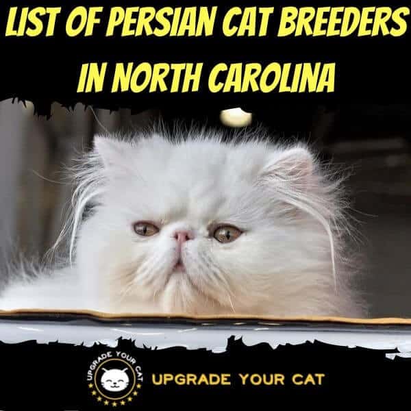 Persian Cat Breeders North Carolina