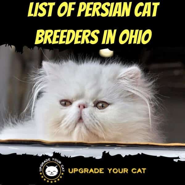 Persian Cat Breeders Ohio