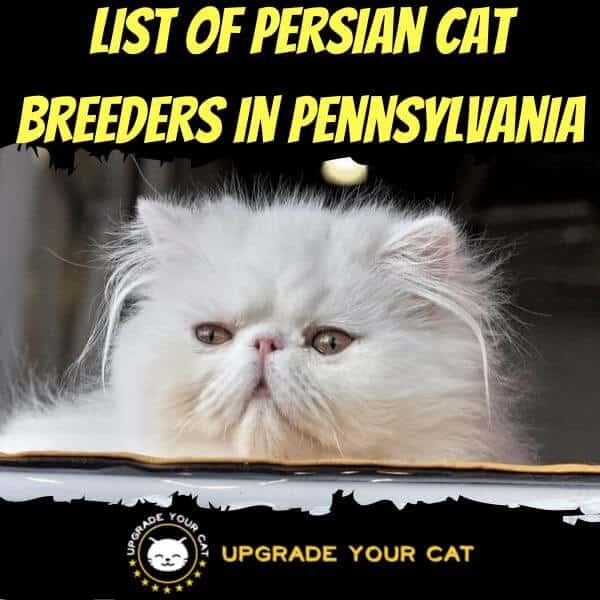 Persian Cat Breeders Pennsylvania