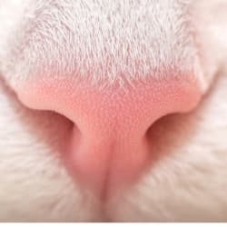 cat wet nose