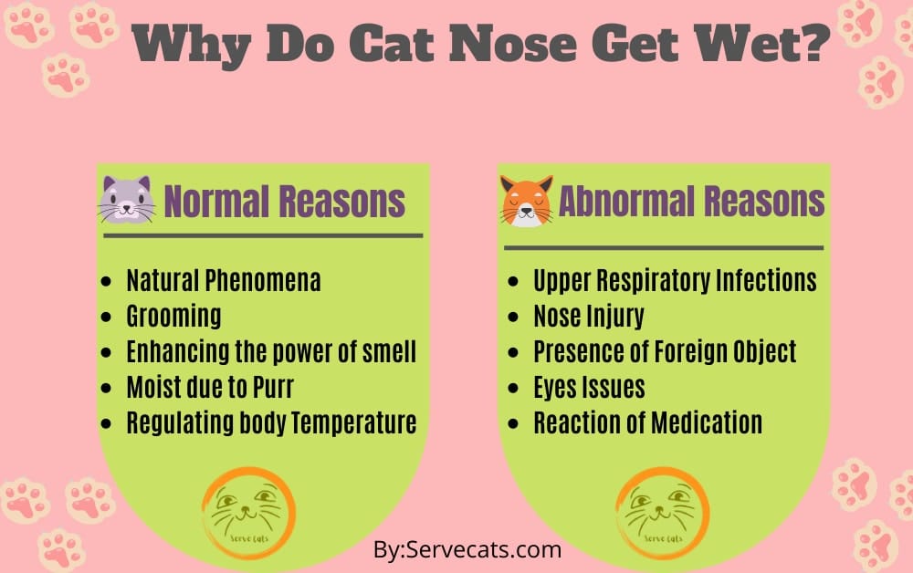 Why do cat nose get wet