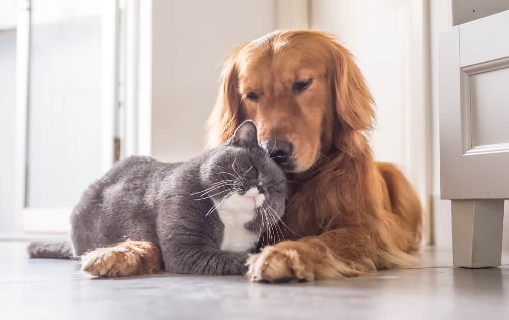 Stop Dog Aggression toward Cats