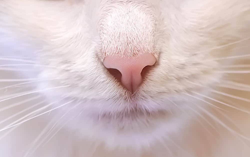 cat nose