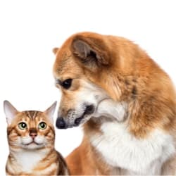 dog aggression on cats