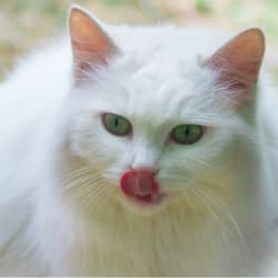 cat licking nose