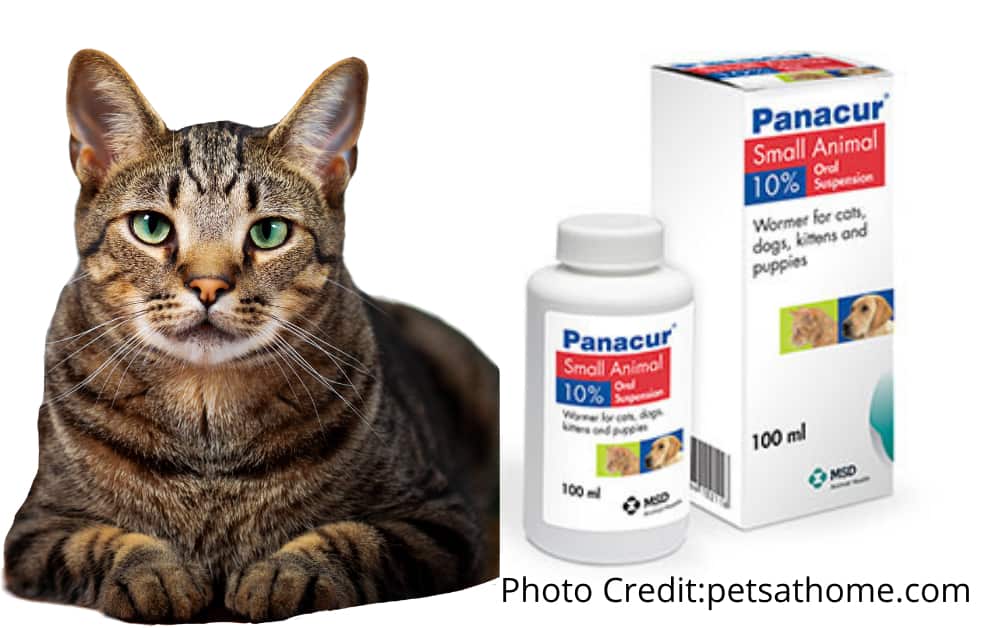 Panacur For Cats