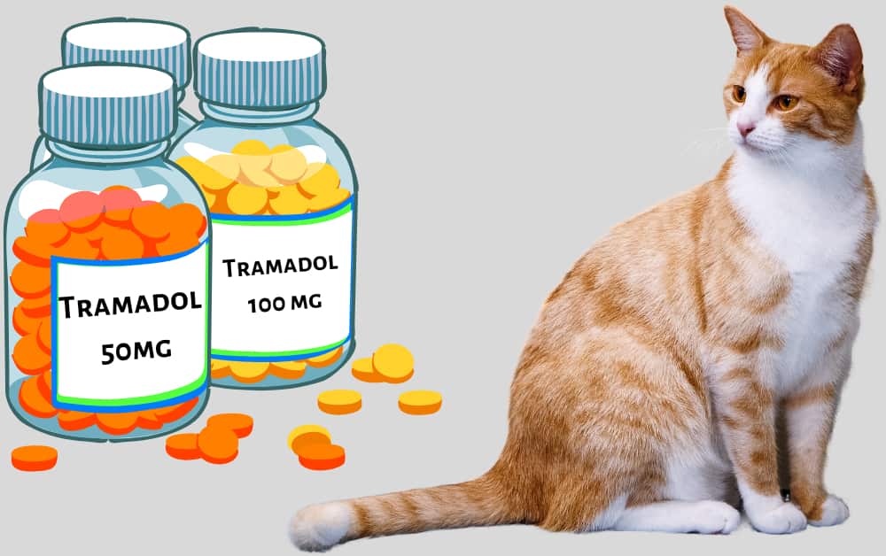 Tramadol For Cats