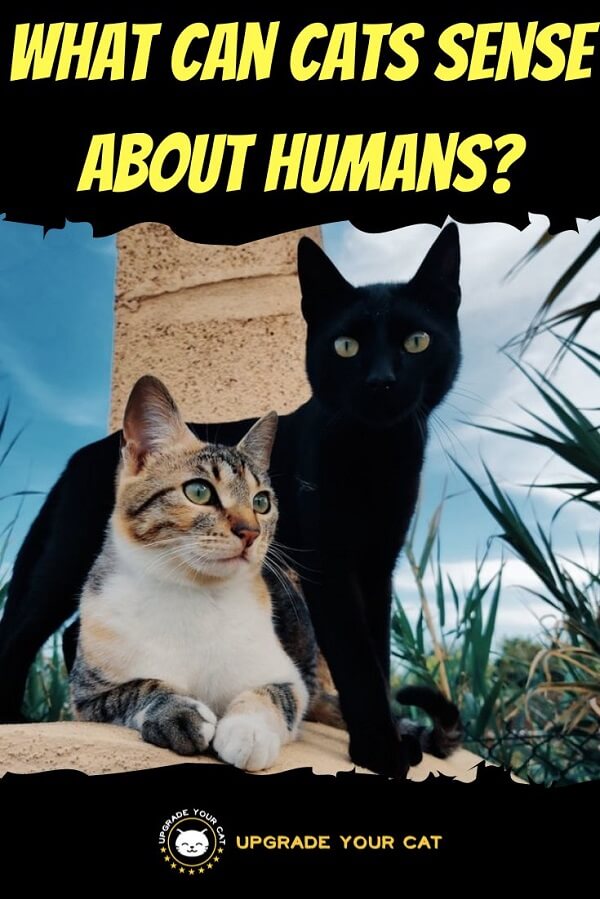 What Can Cats Sense About Humans