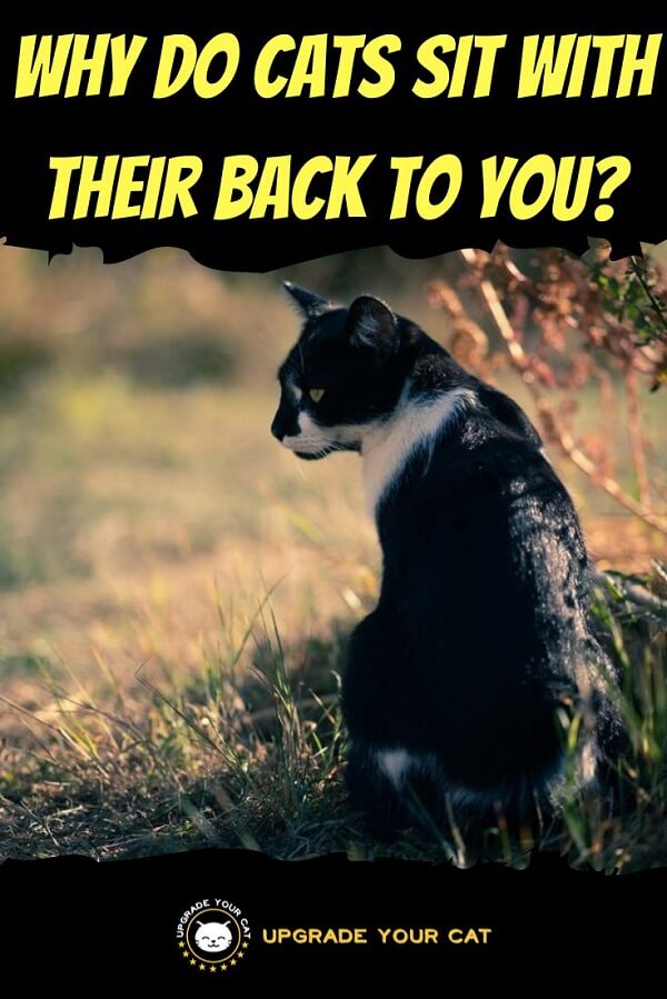Why Do Cats Sit With Their Back to You