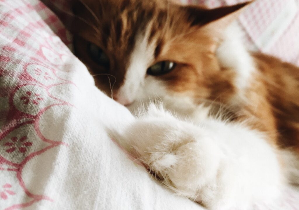 cat under the blanket