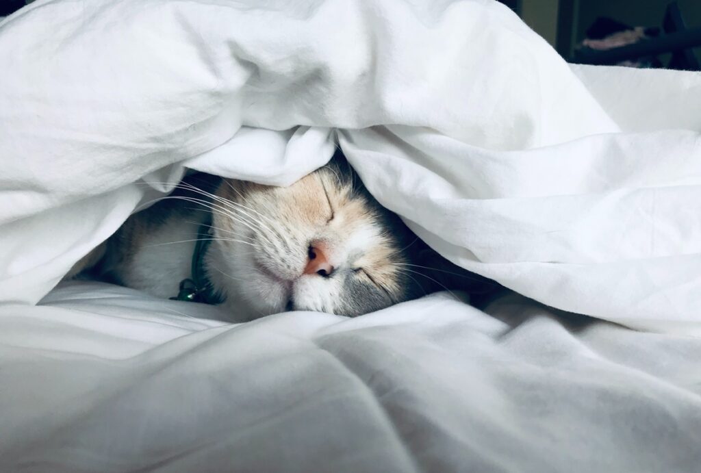 white cat under the blanket