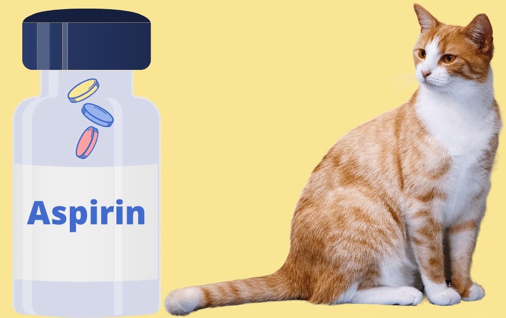 Aspirin For Cats