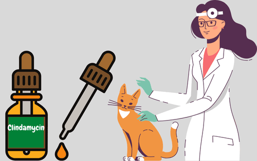 Clindamycin For Cats