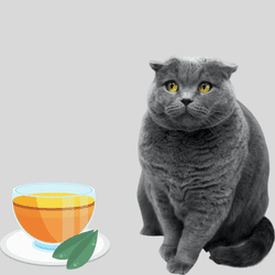 Why do cats like herbal tea?