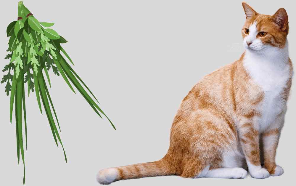 can cats eat Mugwort