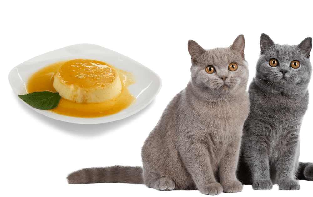 Can Cats Eat Flan