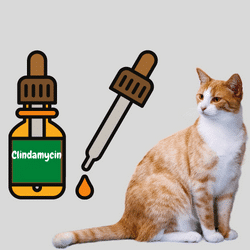 Clindamycin Dosage for Cats 