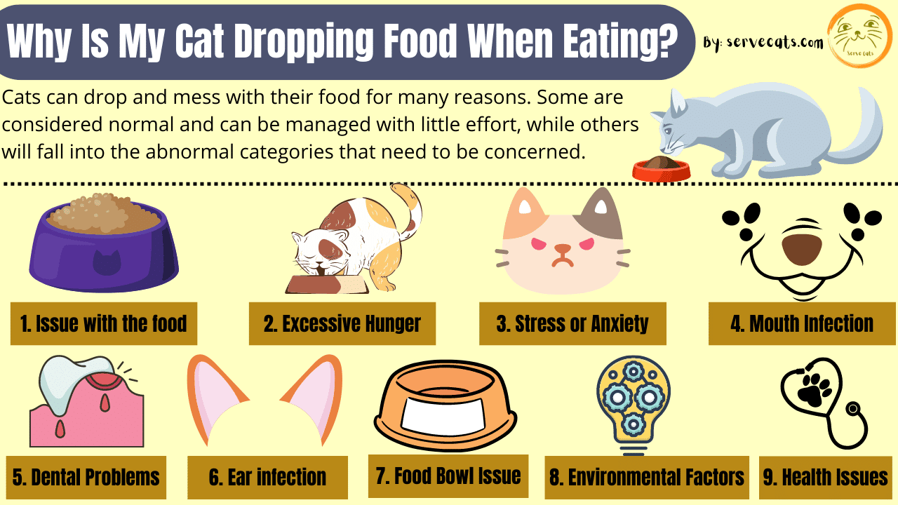 Why is my cat dropping food when eating
