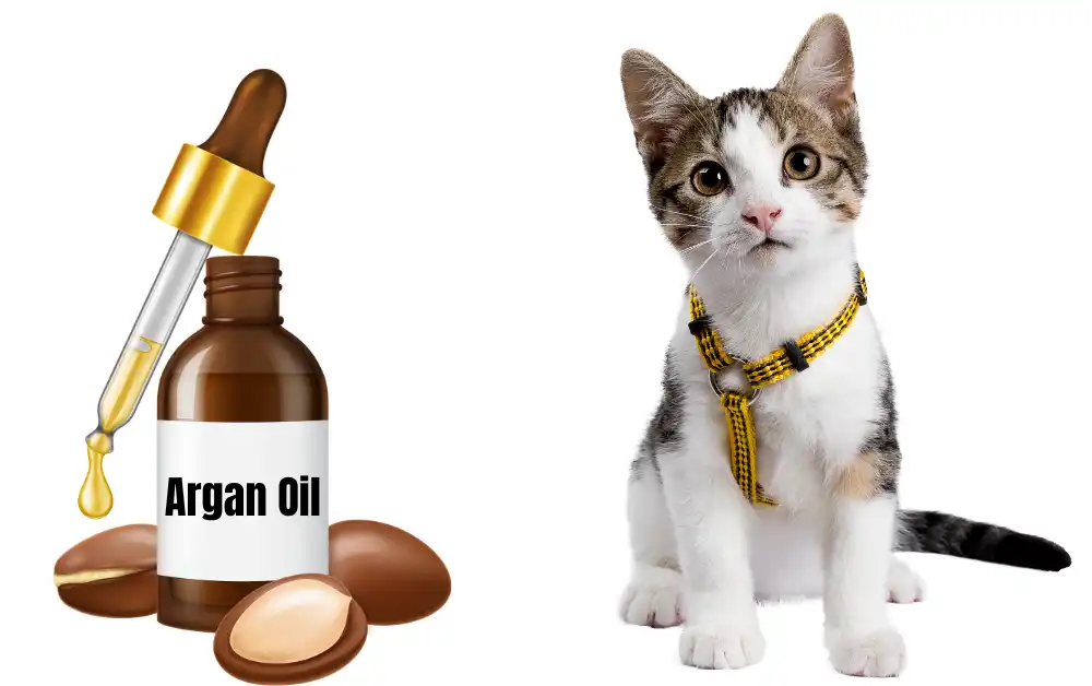 Is Argan Oil Toxic To Cats
