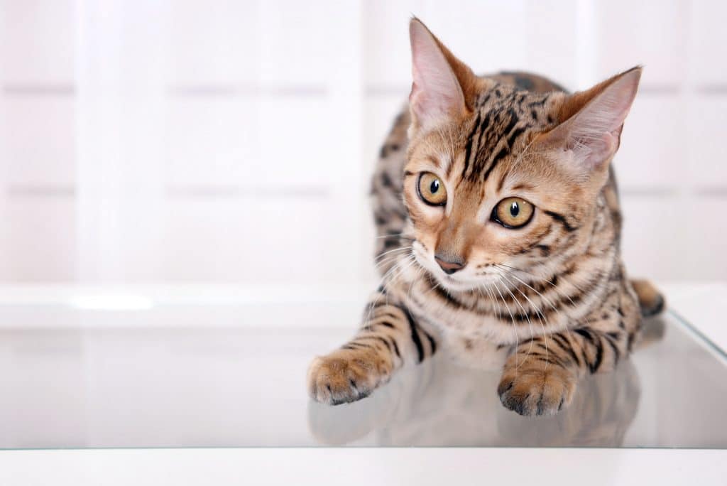 Beautiful Bengal kitten on small table at home
